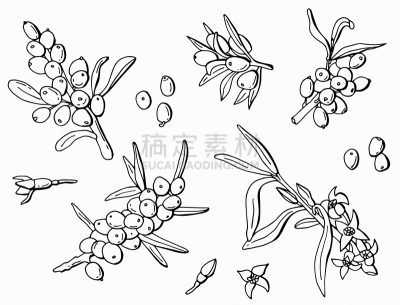 沙棘,浆果,黑白图片,清新,食品,熟的,布置,画画