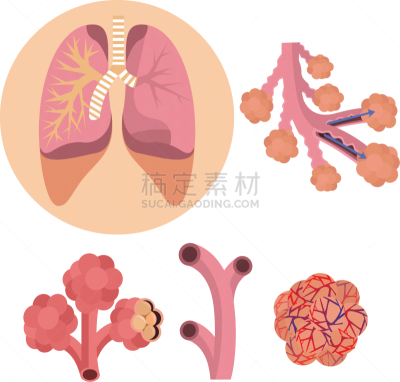打印单据,腺泡,白色,分离着色,健康保健,人,平滑的,图表