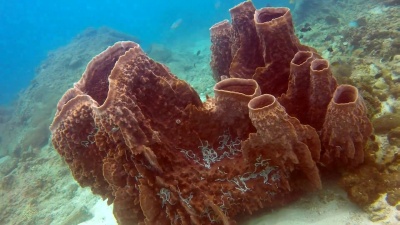 桶形海绵珊瑚(Xestospongia TeStudinaria)