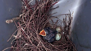 长尾巴黑白相间的鸟或东方喜鹊知更鸟幼鸟和蛋在巢中等待妈妈喂食，特写镜头