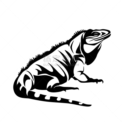 蜥蜴,鬣蜥蜴,轮廓,黑白图片,矢量,可爱的,背景分离,野生动物,一只动物,动物