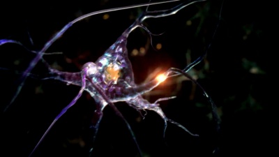 从突触过程中的神经元到人头。可循环。生物学。