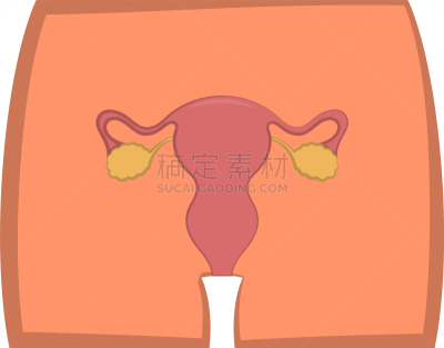 女性生殖系统,健康保健,人,图表,图像,毛囊,女人