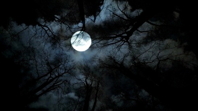 满月之夜。树木的剪影。幽灵背景