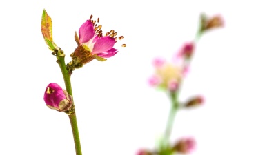 桃花生长时间