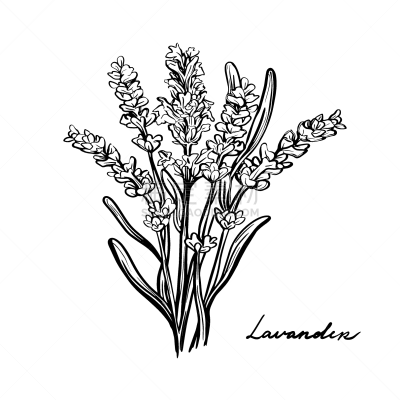 矢量,嫩枝,绘画插图,草,调味品,分离着色,普洛旺斯草药,熏衣草,白色背景,有机食品