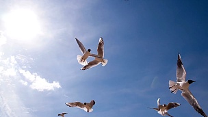 阳光灿烂的天空中的海鸥群