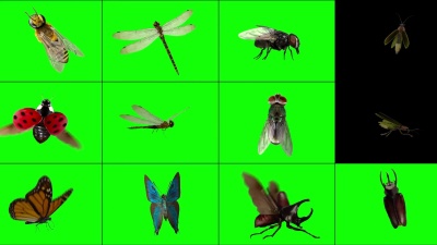 站3 d昆虫