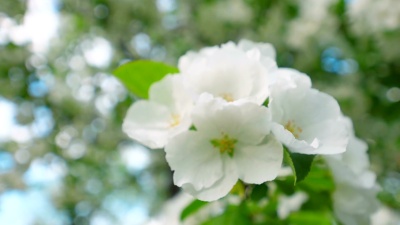 春天的苹果花。苹果树在阳光花园里开花。