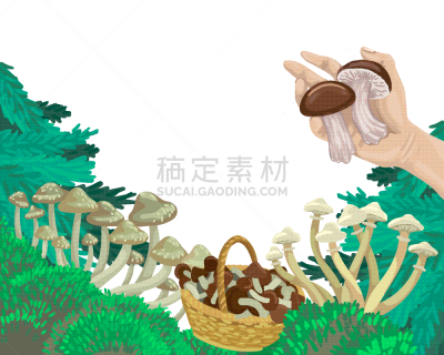 mushrooms in forest pick mushrooms in the