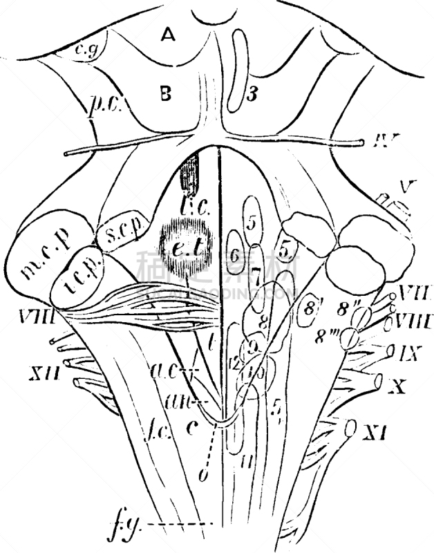 数字4,心室,延髓,白色,矢量,图像,脑桥,雕刻图像,黑色,复古