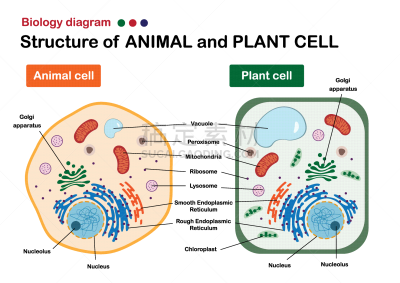 生物学,动物,图表,建造物,植物细胞,微生物学,溶酶体,健康保健,细胞质,液泡