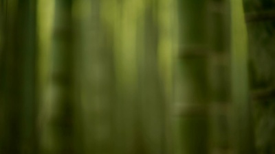 竹林中滚动的焦点