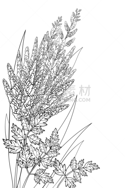 轮廓,角落,落新妇属,花束,叶子,黑色,矢量,分离着色,花,串