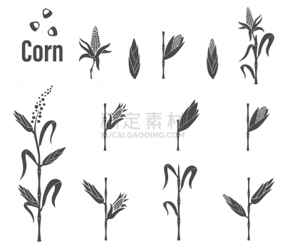 玉米,图标,分离着色,农业,白色,黄色,蔬菜,有机食品,自然,仁