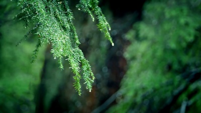 森林降雨中的枝条滴落