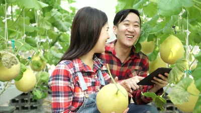 一对年轻的农民在他们的温室甜瓜农场使用数字平板电脑。亚洲男人和女人一起在农村工作。