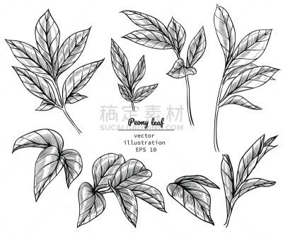 牡丹,春天,组物体,轮廓,白色,黑色,花纹,浪漫,植物学