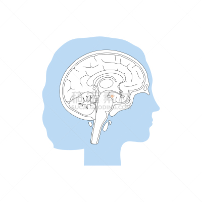杏仁核,绘画插图,矢量,分离着色,生物学,有序,健康保健,侧面,半球体,背景分离