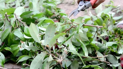 荔枝