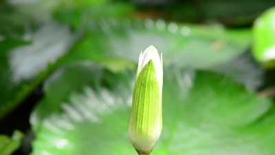 蜻蜓
