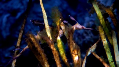 普通seadragon或杂草seadragon(Phyllopteryx Taeniolatus)是一种与海马有亲缘关系的海鱼。
