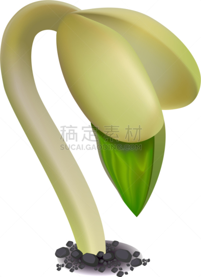 豆芽,泥土,季节,红花菜豆,床单,豆,植物群,逃亡者,矢量,图像