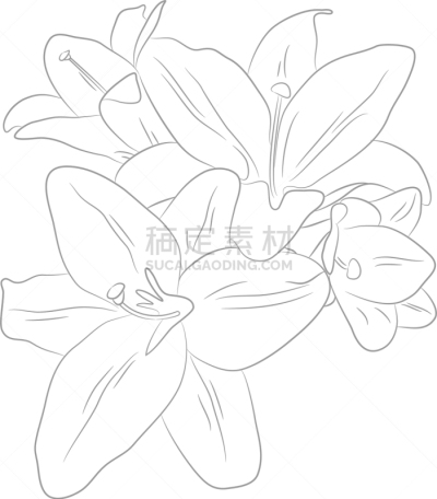 Lily Flower,轮廓线画,季节,夏天,春天,斑点,华丽的,自然美,清新,脆弱