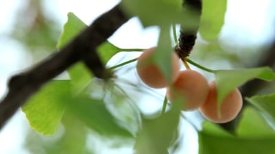 银杏果实