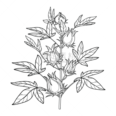 叶子,植物,木槿属,矢量,玫瑰茄,黑色,水果,轮廓,鸡尾酒,分离着色