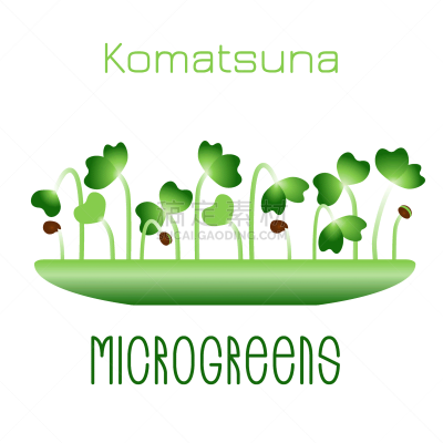 microgreens komatsuna sprouts in a bowl