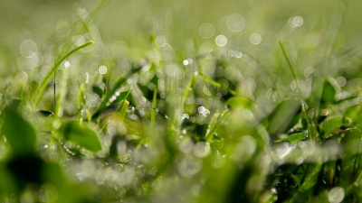 近距离拍摄 草地上的晨露在阳光下闪耀着美丽的光芒
