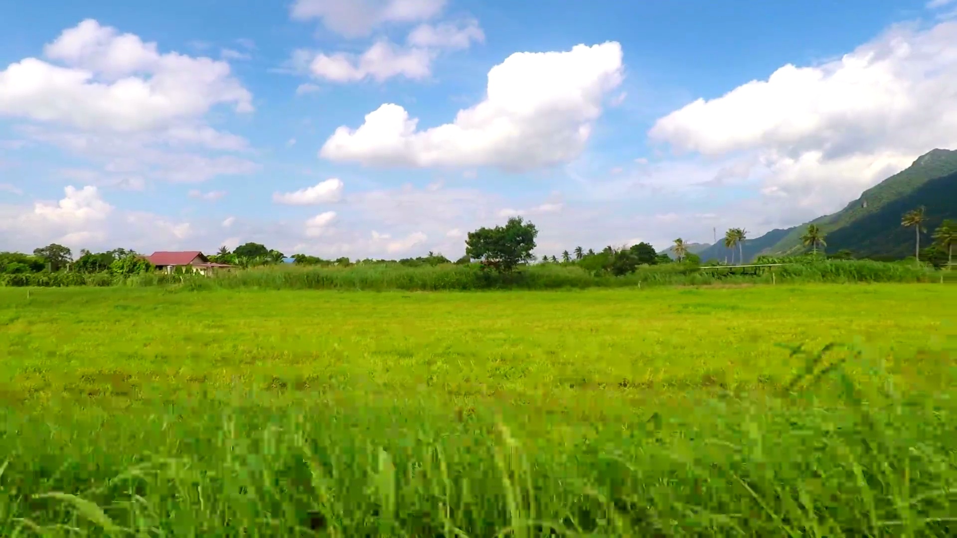 风景 泰国克朗东区的农场