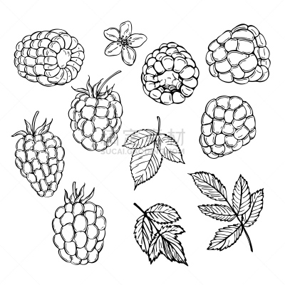 矢量,覆盆子,绘画插图,动物手,清新,自然界的状态,背景分离,食品,果汁,绘制