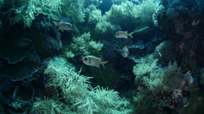 海下军鱼群(Myripristis)