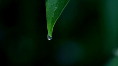 从叶子上掉下的一滴水的特写镜头