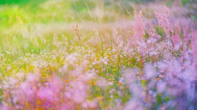 色彩斑斓的花田