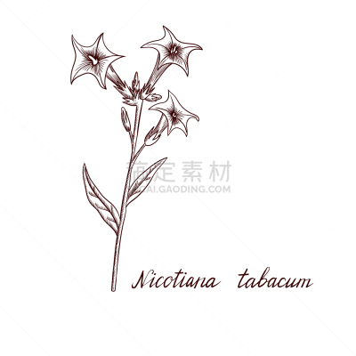 drawing tobacco plant
