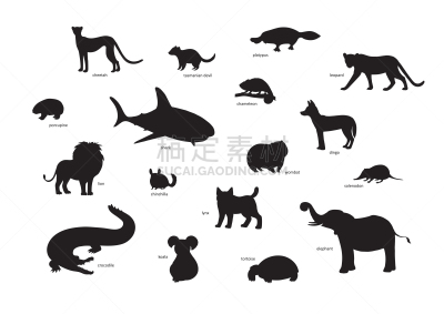 猎豹,狮子,鲨鱼,动物,美洲豹,袋獾,南美栗鼠,变色龙,绘画插图,袋熊