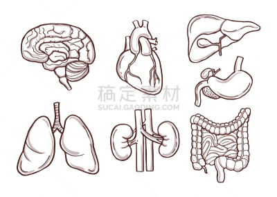 健康保健,动物手,生物学,人,图像,矢量,膀胱,绘制