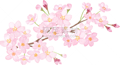 春天,樱桃树,绘画插图,矢量,脉搏图,水彩画,水彩画颜料,背景分离,风,边框