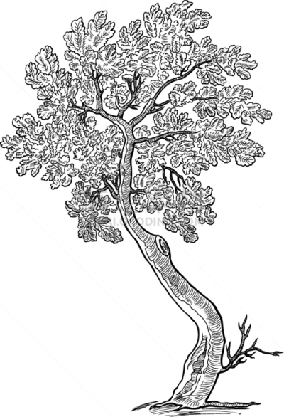 华丽的,小的,橡树,草图,自然,季节,图像,枝,嫩枝,叶子