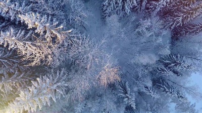 雪林冬季鸟瞰