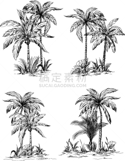 鸡尾酒,叶子,棕榈树,分离着色,复叶,图像,植物群,枝,矢量,绘制