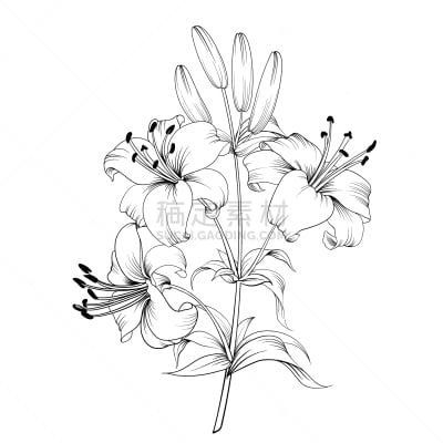 百合花,清新,婚礼,马蹄莲,莲花,艺术品,花,爱,复古,安慰