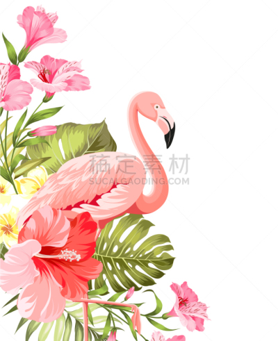 火烈鸟,热带的花,背景,壁纸,植物群,自然美,鸟类,设计,花,剪影