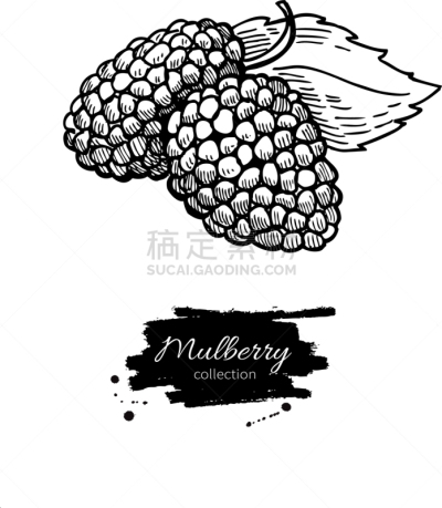 分离着色,桑椹,动物手,维生素,自然,图像,矢量,画画,瘦身,设计