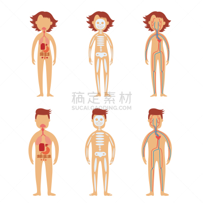 男性,女性,白色,生物学,分离着色,健康保健,人