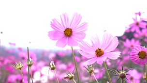 田野宇宙粉红色的花