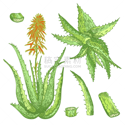 草图,红色,式样,绘画插图,绿色,植物学,芦荟,分离着色,图表设计师,白色背景